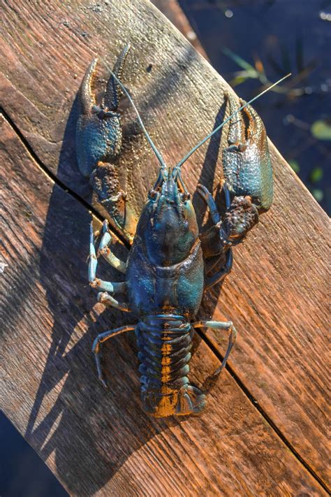7 Things Lobsters Like to Eat (Diet & Facts).